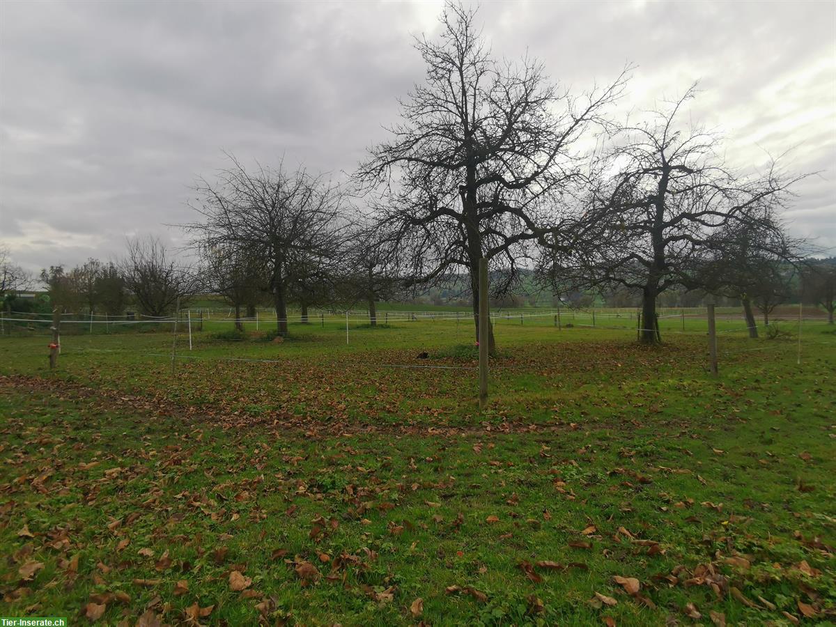 Bild 2: Auslaufboxe/Offenstall Selbstversorger, 2 Ponys oder 1 Pferd
