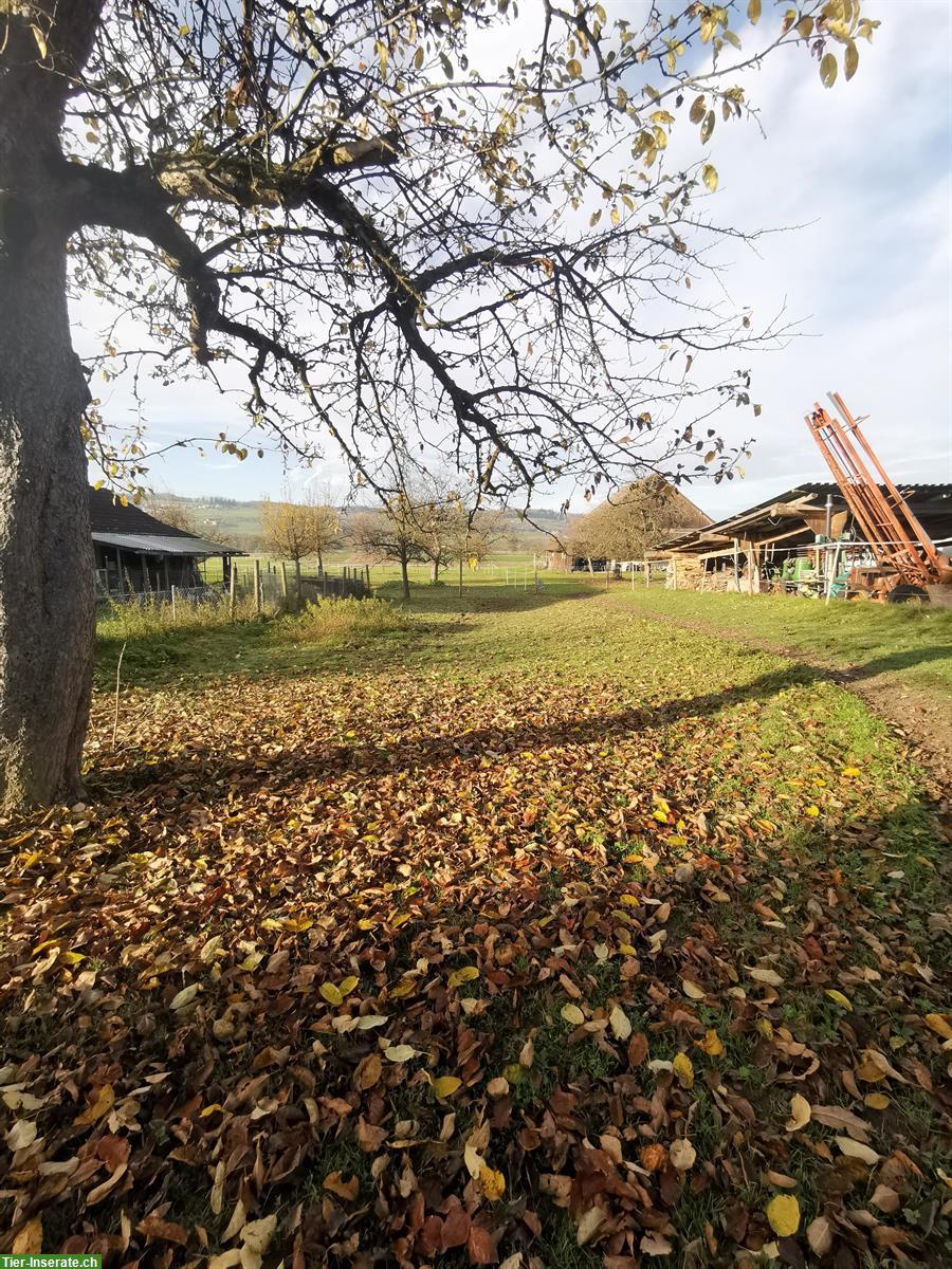 Bild 3: Auslaufboxe/Offenstall Selbstversorger, 2 Ponys oder 1 Pferd