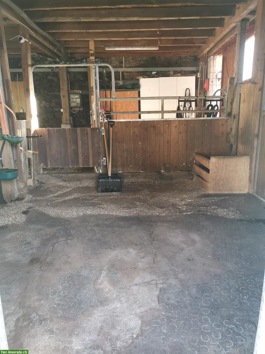 Bild 5: Auslaufboxe/Offenstall Selbstversorger, 2 Ponys oder 1 Pferd