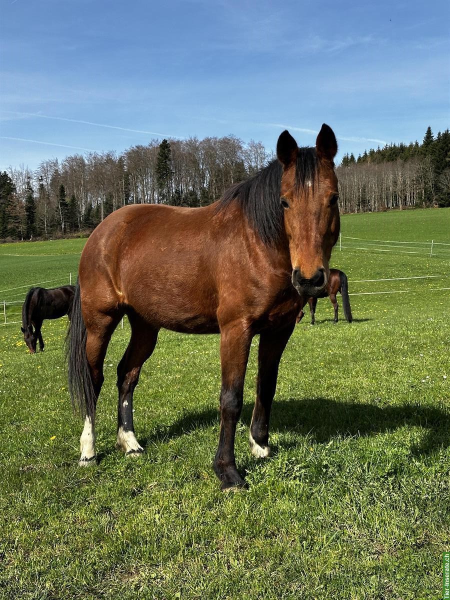 Bild 2: 12-jährige Stute sucht neue Familie