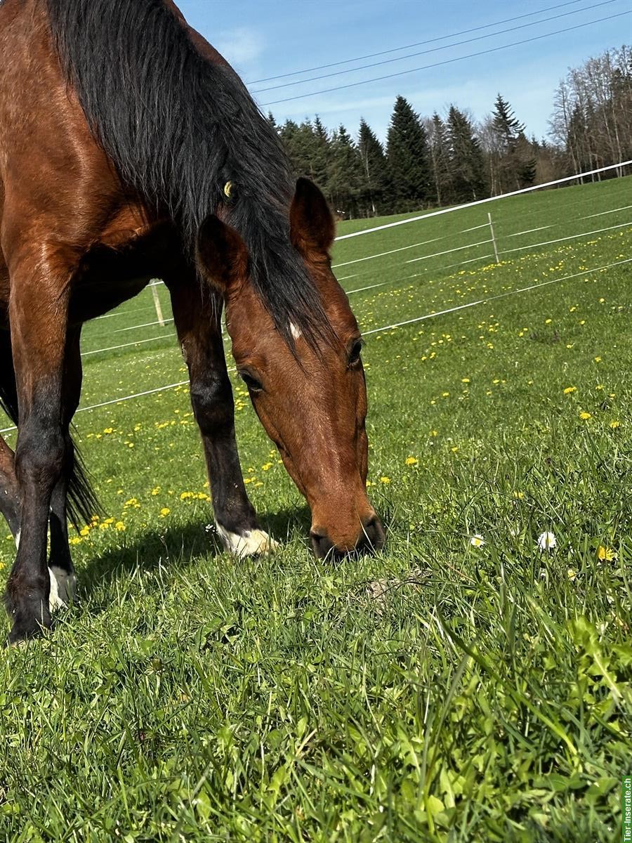 Bild 4: 12-jährige Stute sucht neue Familie