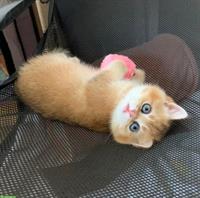Reinrassige BKH Kitten mit Stammbaum und Impfungen