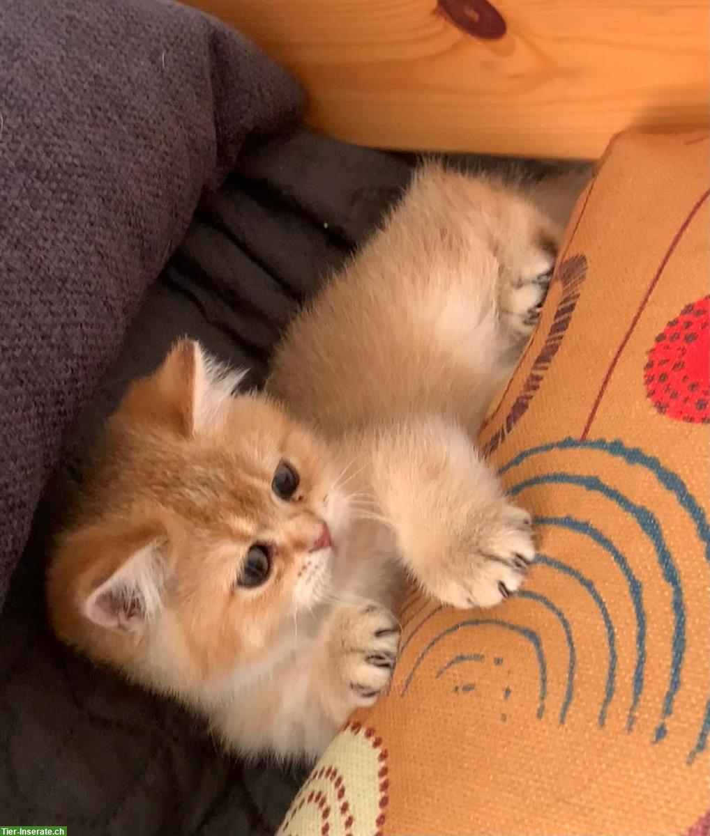 Bild 3: Reinrassige BKH Kitten mit Stammbaum und Impfungen