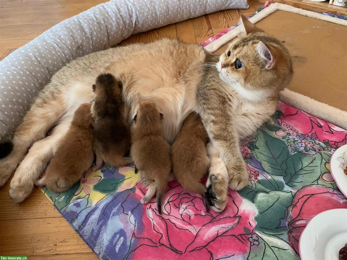 Bild 4: Reinrassige BKH Kitten mit Stammbaum und Impfungen