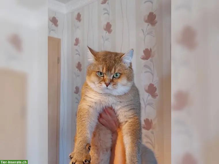 Bild 5: Reinrassige BKH Kitten mit Stammbaum und Impfungen