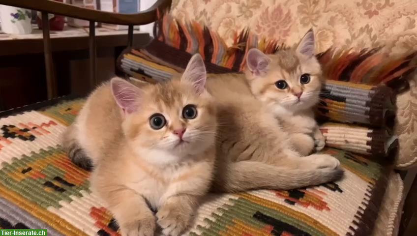 Bild 6: Reinrassige BKH Kitten mit Stammbaum, allen Impfungen & Mikrochip