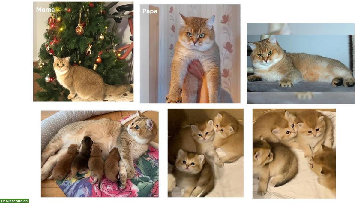 Bild 9: Reinrassige BKH Kitten mit Stammbaum, allen Impfungen & Mikrochip