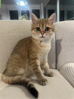 Britisch Kurzhaar Katzenmädchen, stubenrein