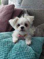 Shila, eine Malteser x Pomeranian Mischlingshündin