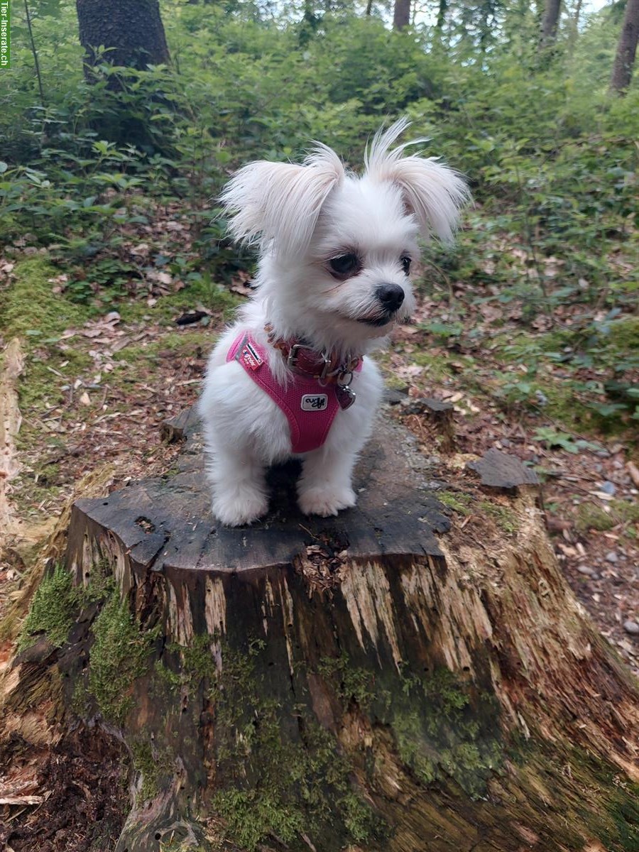 Bild 4: Shila, eine Malteser x Pomeranian Mischlingshündin