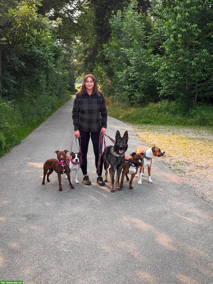 Biete Hundebetreuung / Ferienplätze / Training | Region Thunstetten BE