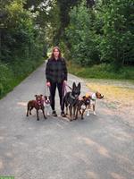 Biete Hundebetreuung / Ferienplätze / Training | Region Thunstetten BE