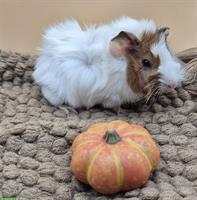 Schöne Rosetten Meerschweinchen Weibchen