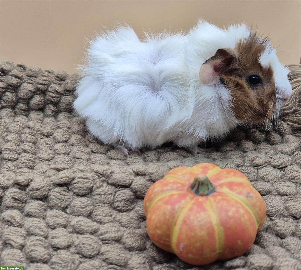 Bild 3: Schöne Rosetten Meerschweinchen Weibchen