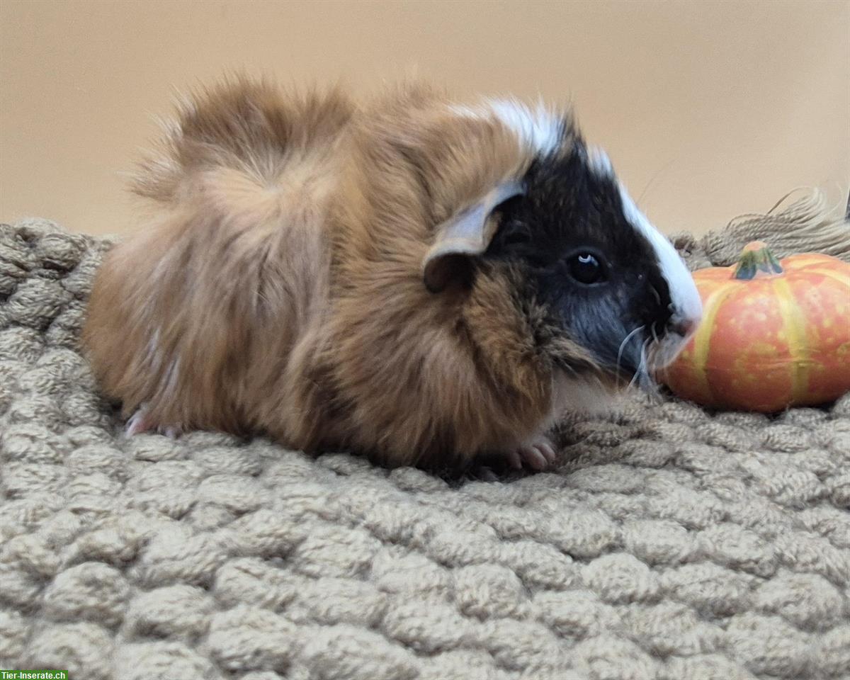 Bild 7: Schöne Rosetten Meerschweinchen Weibchen