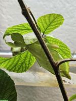 GRATIS: Phyllium letiranti Eier (Wandelnde Blätter)