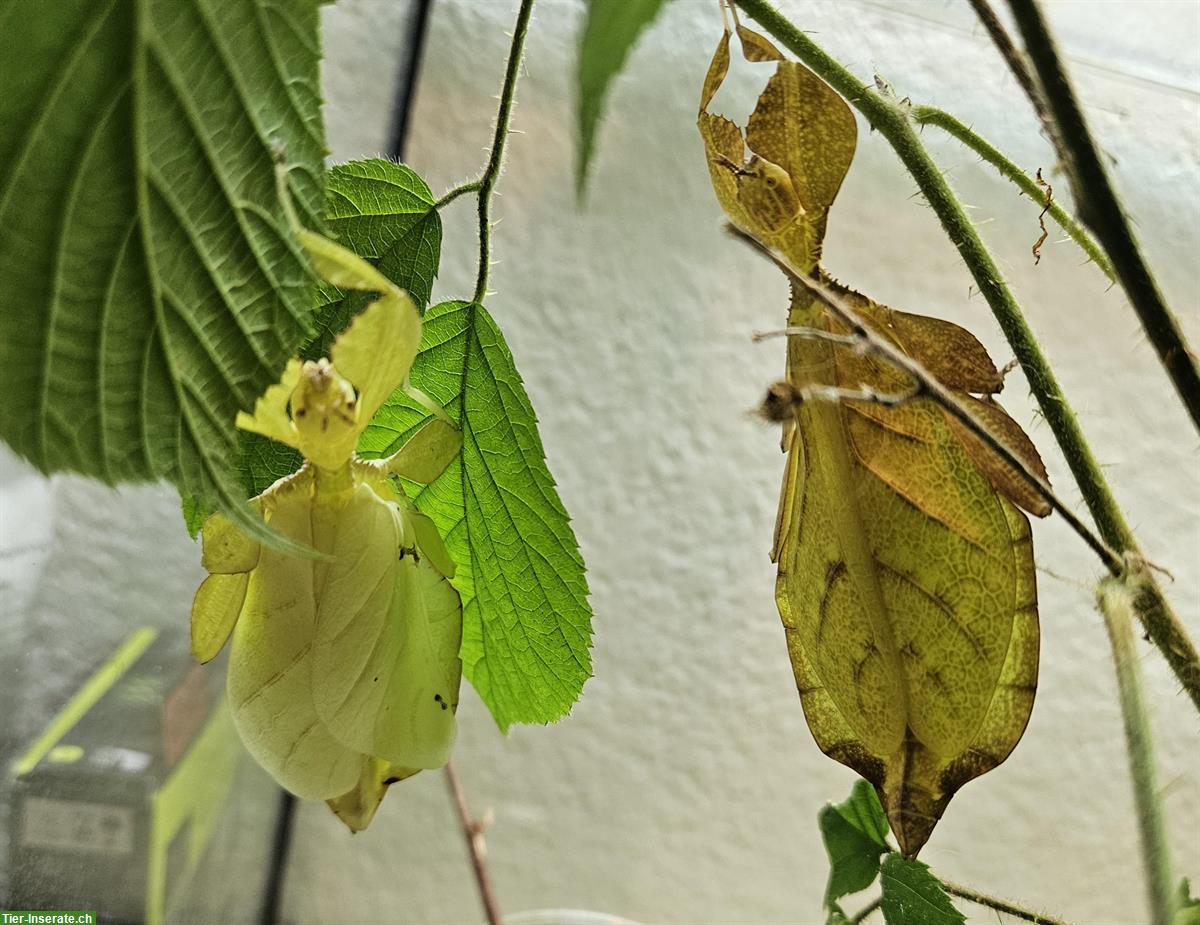 Bild 2: GRATIS: Phyllium letiranti Eier (Wandelnde Blätter)