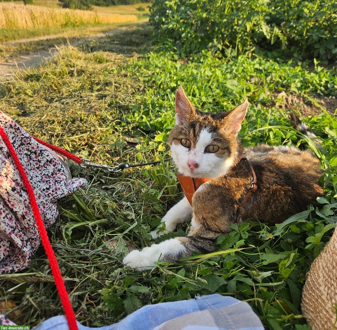 Suche Gspändli / Freund für meine ältere liebe Katze