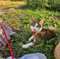 Suche Gspändli / Freund für meine ältere liebe Katze