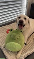 Labrador Rüde sucht seinen Herzensmensch