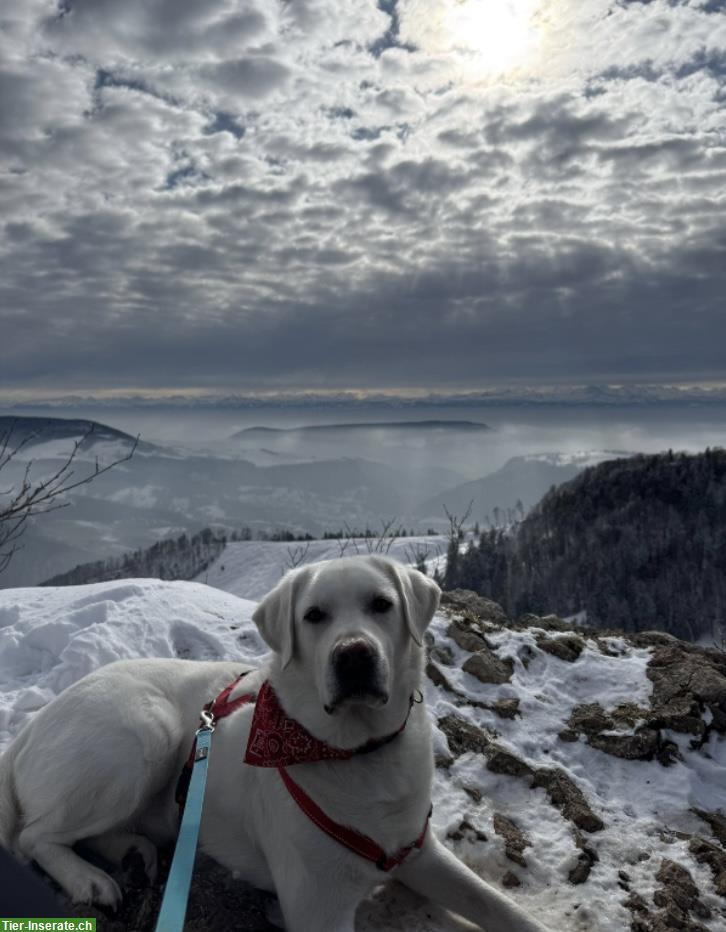 Bild 2: Labrador Rüde sucht seinen Herzensmensch