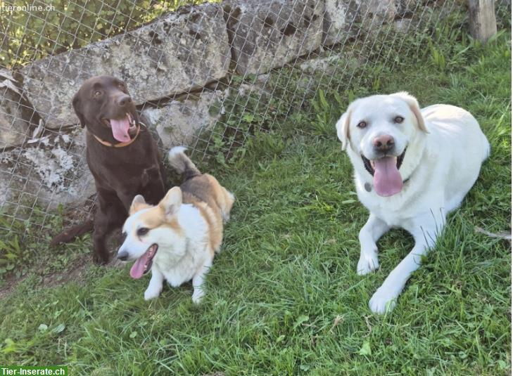 Bild 3: Labrador Rüde sucht seinen Herzensmensch