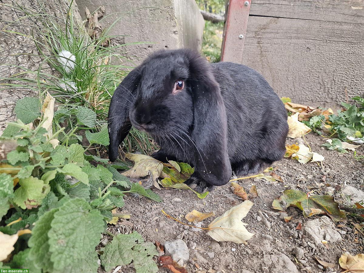 Französisch Widder Kaninchen, frühkastriert