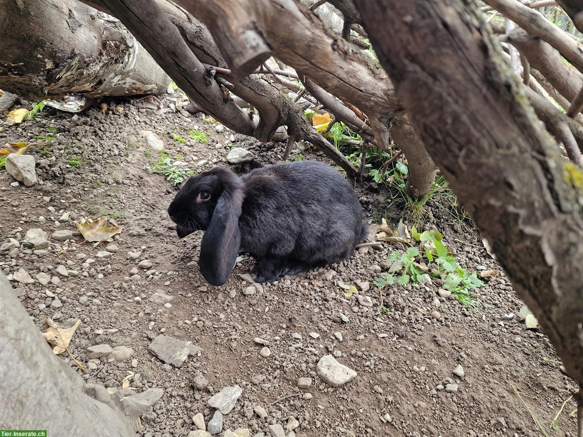 Bild 2: Französisch Widder Kaninchen, frühkastriert