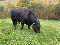 Reinrassiger LowLine Stier zu vermieten
