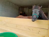 Pfiffiger Islandwallach, 7 Jahre alt