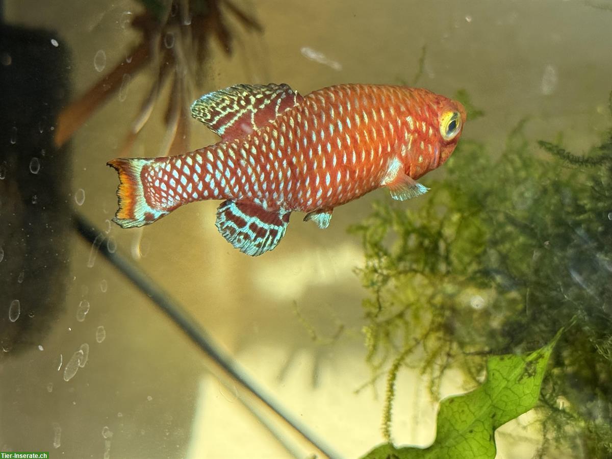Torfansätze Nothobranchius Rachovii (Killifische) zu verkaufen