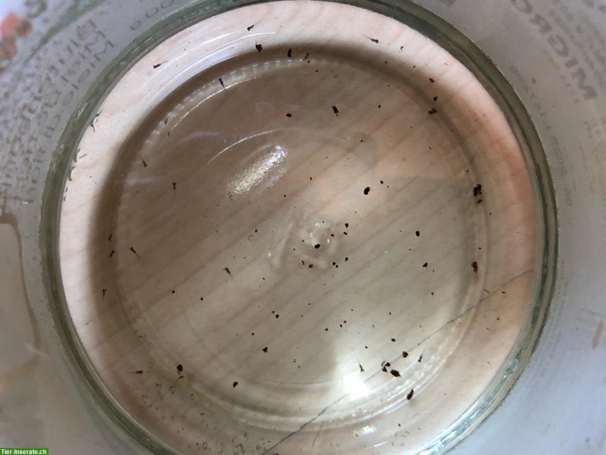 Bild 2: Torfansätze Nothobranchius Rachovii (Killifische) zu verkaufen