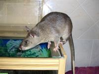 Gambia-Riesenhamsterratte gesucht