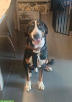 Grosser Schweizer Sennenhund Rüde, 7-jährig