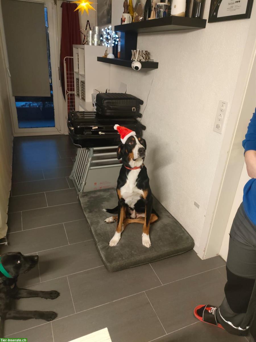 Bild 2: Grosser Schweizer Sennenhund Rüde, 7-jährig
