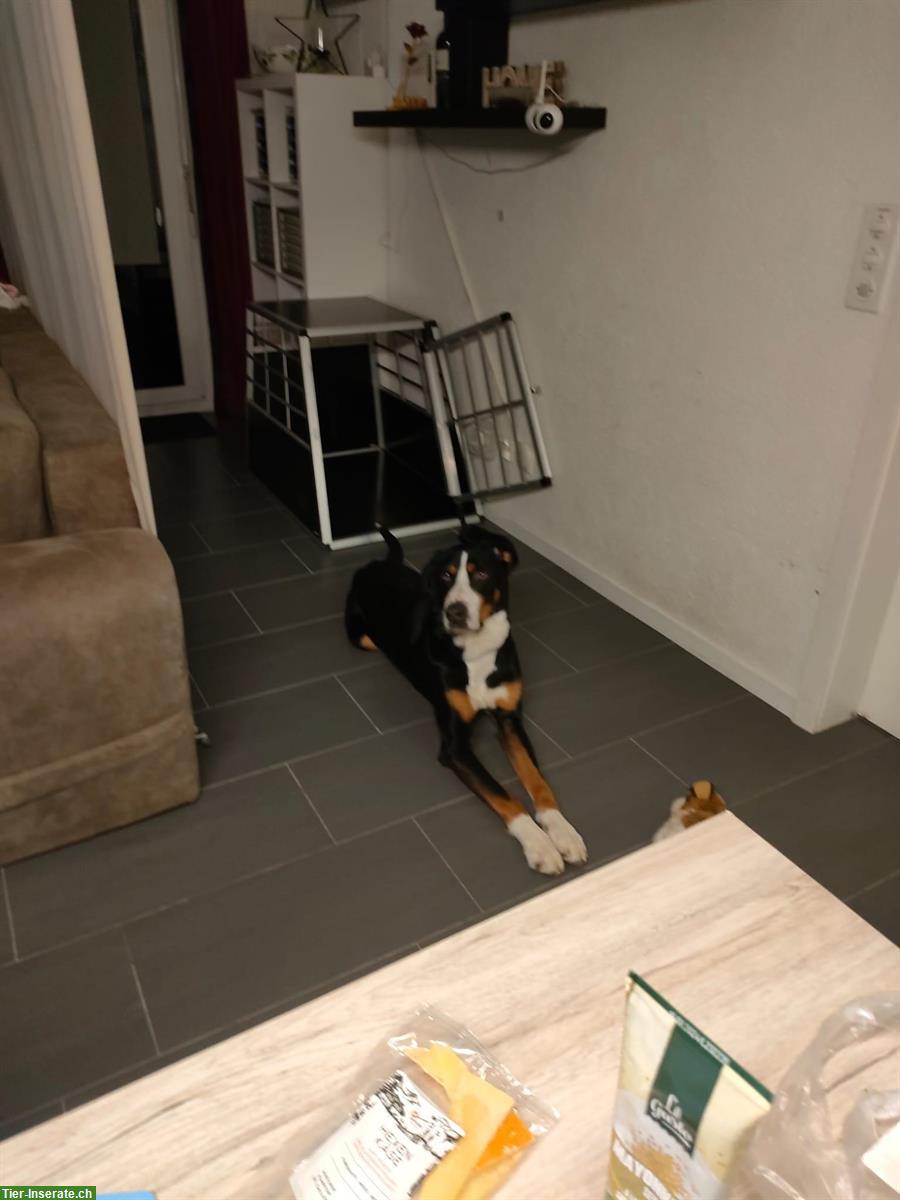 Bild 3: Grosser Schweizer Sennenhund Rüde, 7-jährig