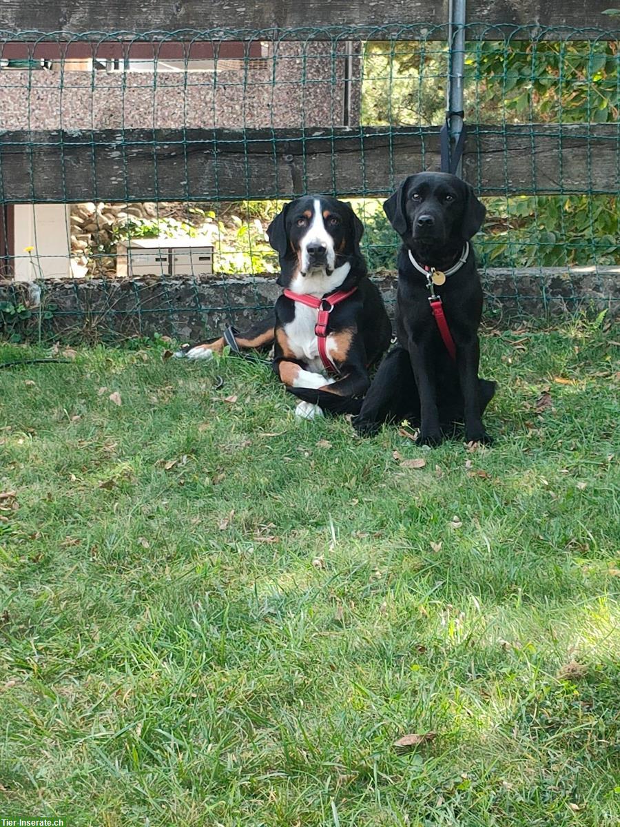 Bild 4: Grosser Schweizer Sennenhund Rüde, 7-jährig