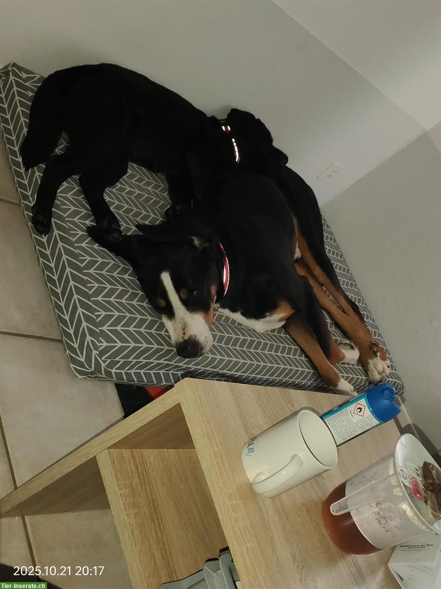 Bild 5: Grosser Schweizer Sennenhund Rüde, 7-jährig