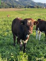 Junger Evolèner Stier zu verkaufen, aus Mutterkuhbetrieb