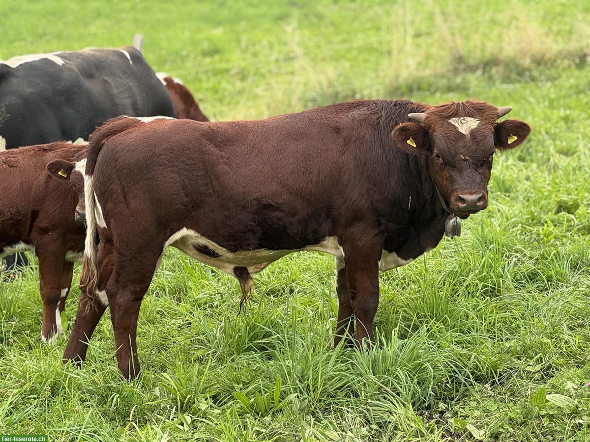 Bild 2: Junger Evolèner Stier zu verkaufen, aus Mutterkuhbetrieb