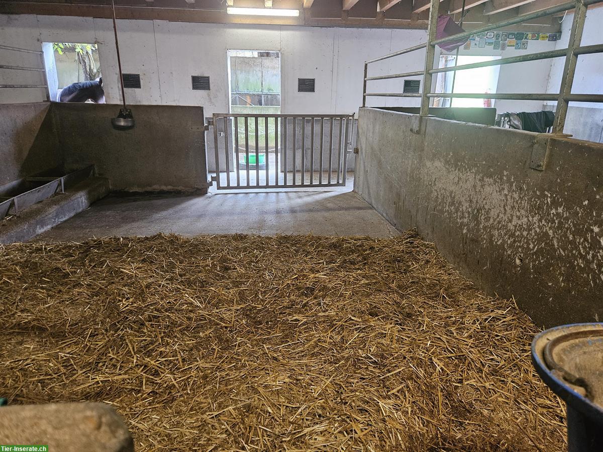 Bild 3: Grosse Auslaufboxe in Wilihof LU