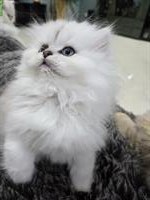 Reinrassiges Perser Katzenbaby, chinchilla