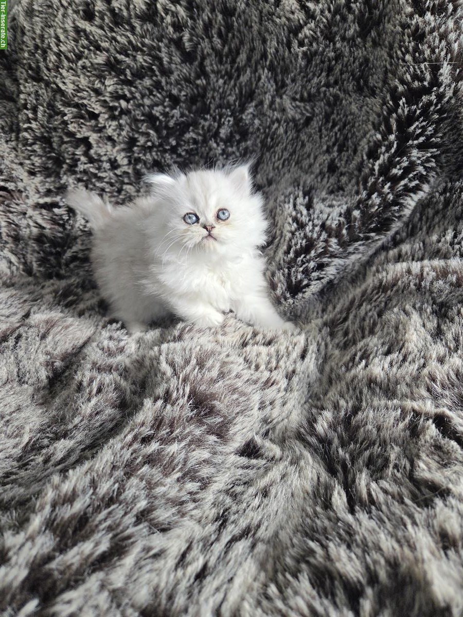 Bild 2: Reinrassiges Perser Katzenbaby, chinchilla