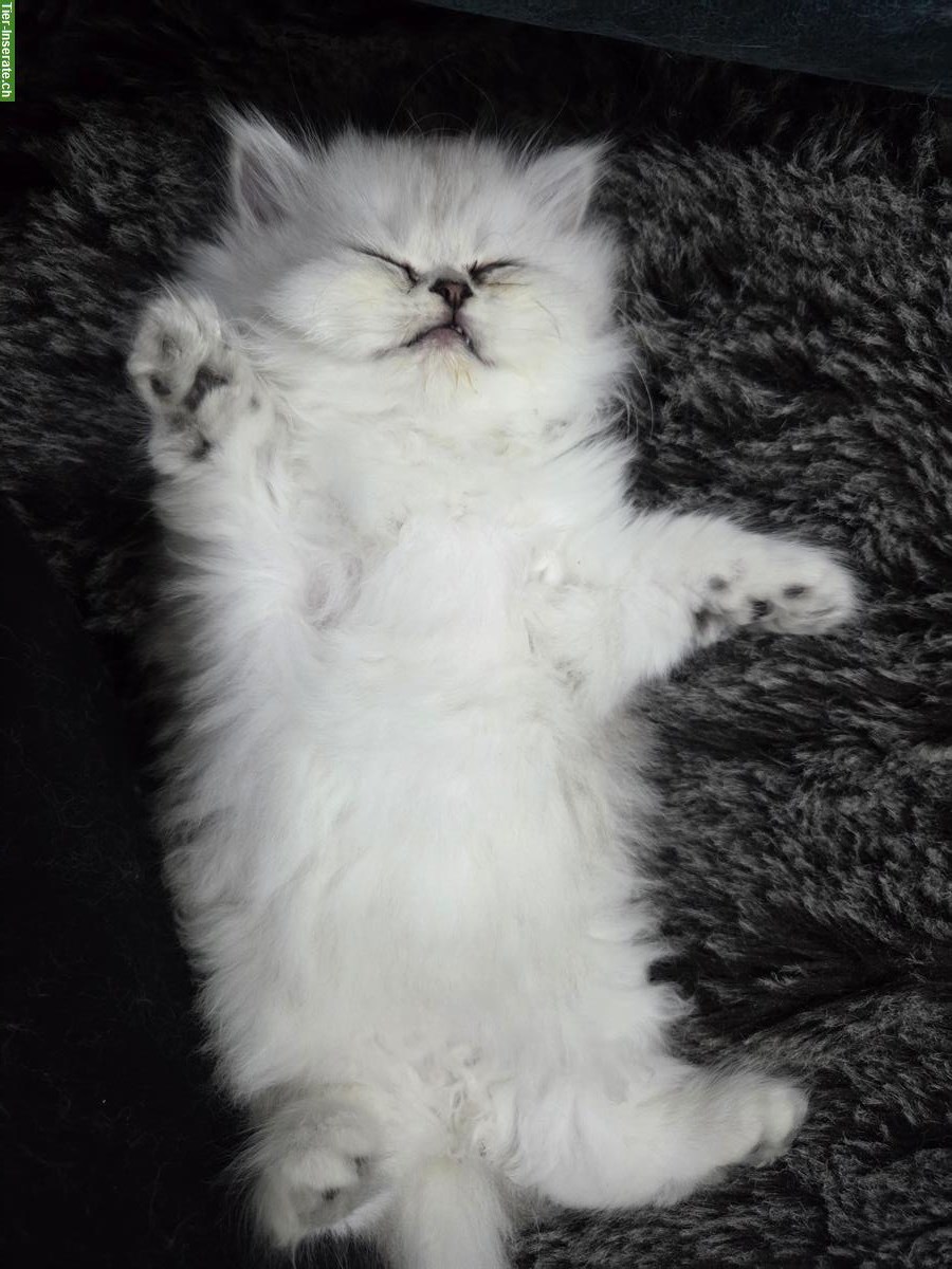 Bild 4: Reinrassiges Perser Katzenbaby, chinchilla