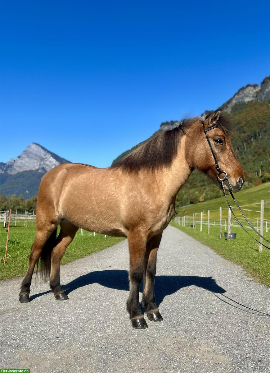 Islandpferd Stute, Fünfgänger, ideal fürs Gelände