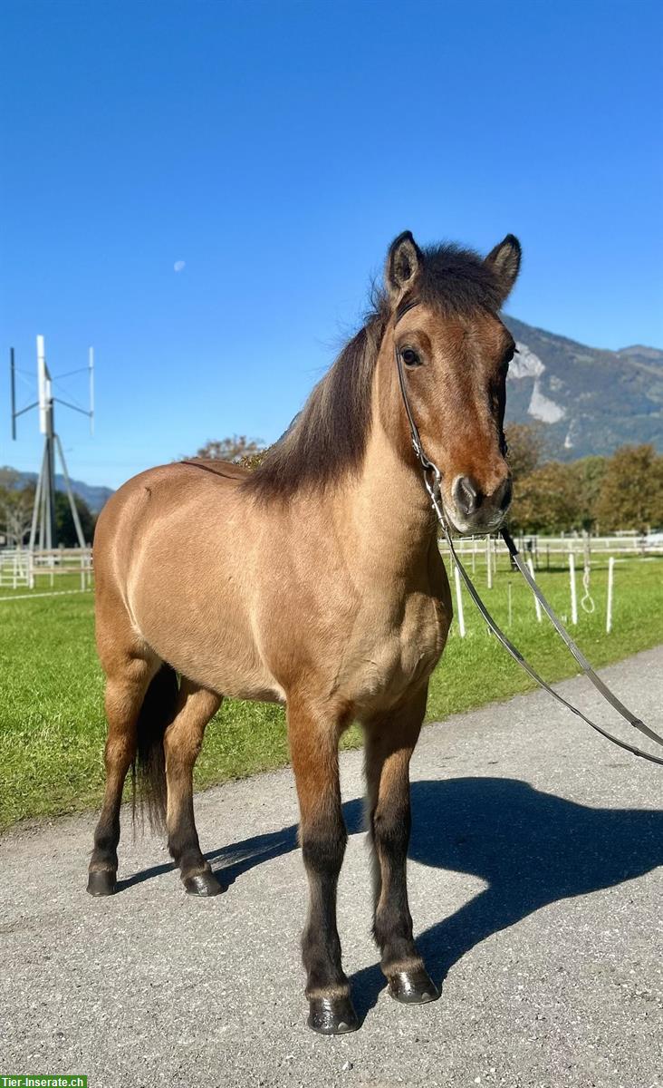 Bild 2: Islandpferd Stute, Fünfgänger, ideal fürs Gelände