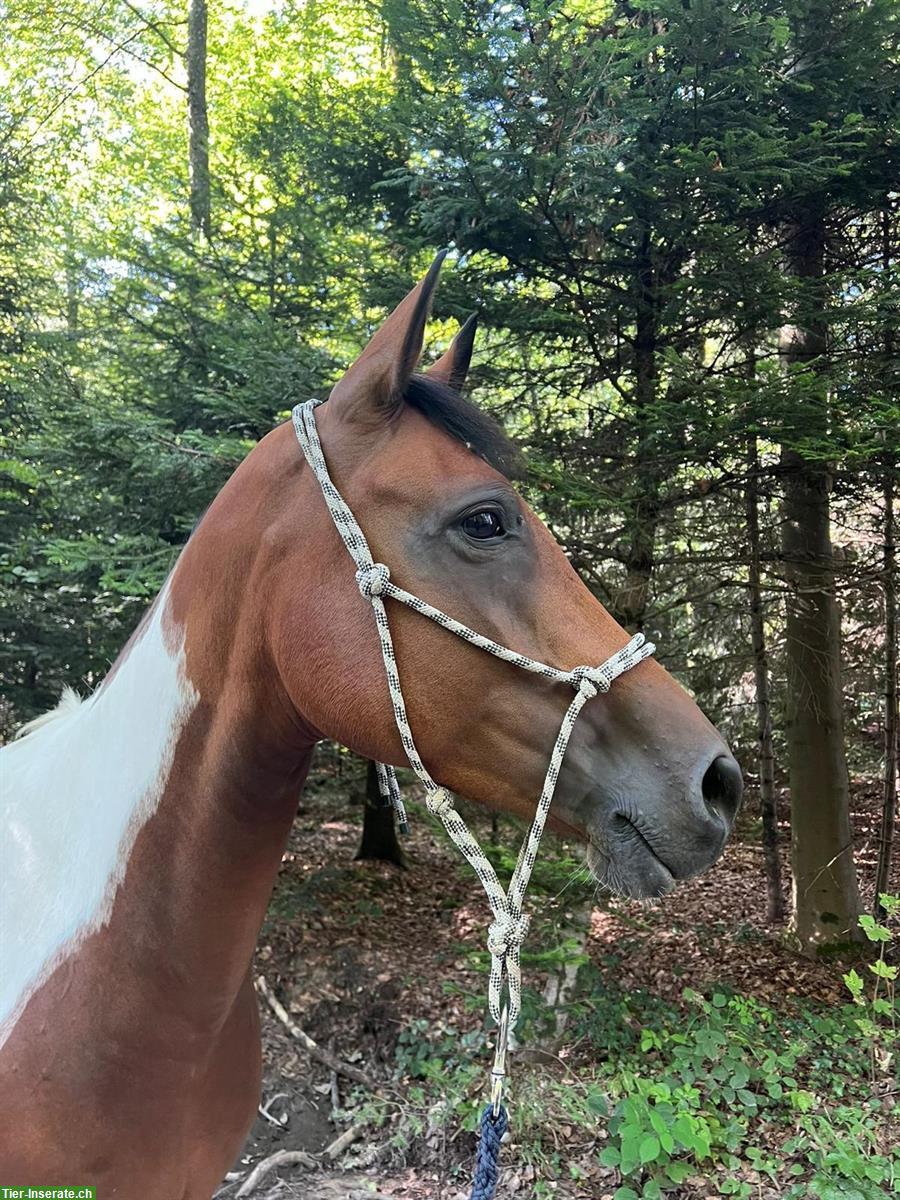 Reitbeteiligung plus 🐴 Pferdeteilung, Nähe von Lyss