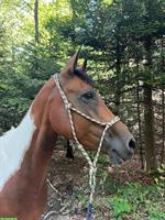 Reitbeteiligung plus 🐴 Pferdeteilung, Nähe von Lyss