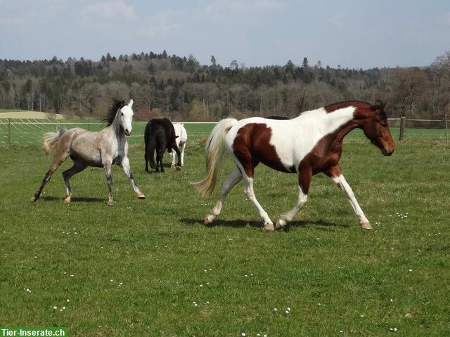 Bild 2: Reitbeteiligung plus 🐴 Pferdeteilung, Nähe von Lyss