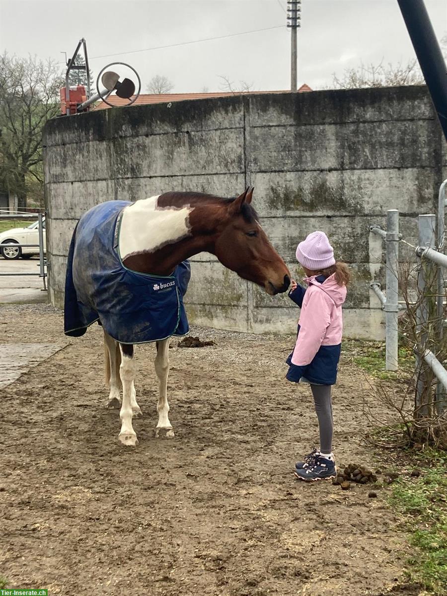 Bild 3: Reitbeteiligung plus 🐴 Pferdeteilung, Nähe von Lyss